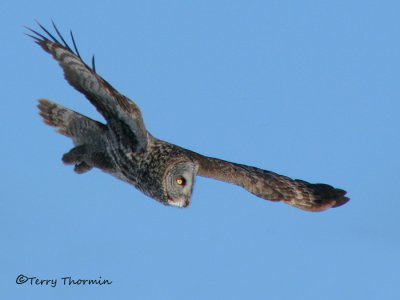 Great Gray Owl in flight 2b.jpg