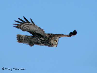 Great Gray Owl in flight 3b.jpg
