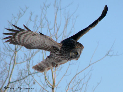 Great Gray Owl in flight 7a.jpg