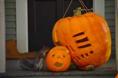 Intruders after my home-grown.