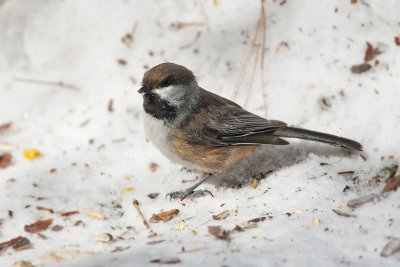 Boreal Chickadee