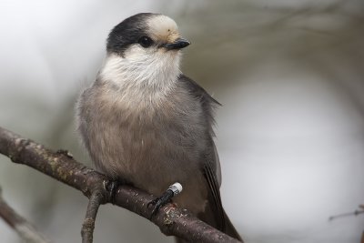 Gray Jay