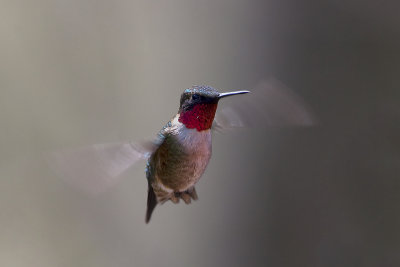 Ruby Throated Hummingbird18.jpg