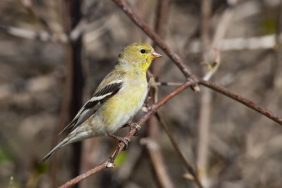 North American Goldfinch16.jpg