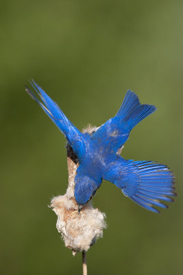Eastern Bluebird157.jpg