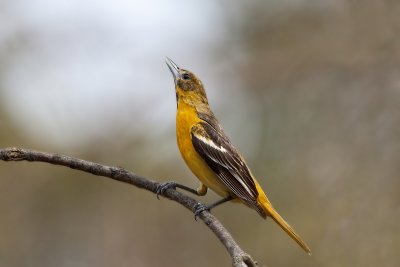 Northern Oriole48.jpg