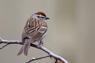 Chipping Sparrow25.jpg