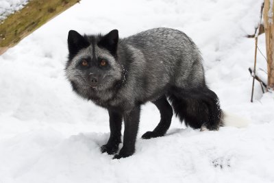 Silver Fox