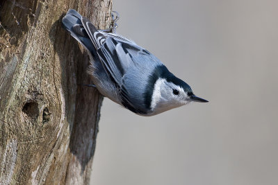 White Breasted Nuthatch