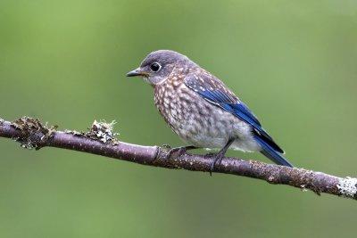 Bluebird Fledgling