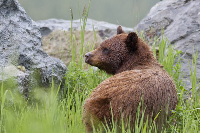 Grizzly Bear14a.jpg