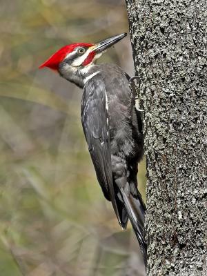 Pileated 3.jpg