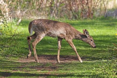 White Tail 3.jpg