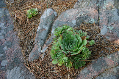 Plant in stone