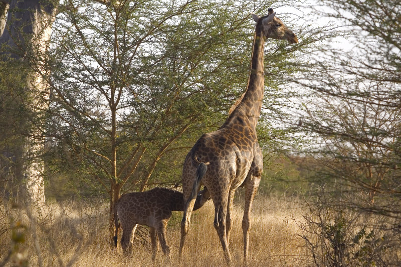 Nursing Giraffe