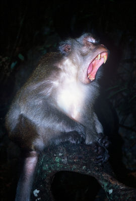 Macaque Teeth