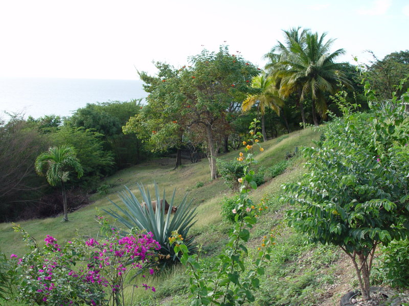 Deshaies - Guadeloupe