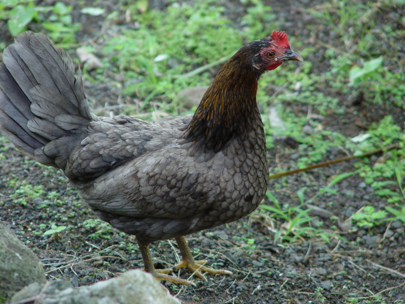 Deshaies - Guadeloupe