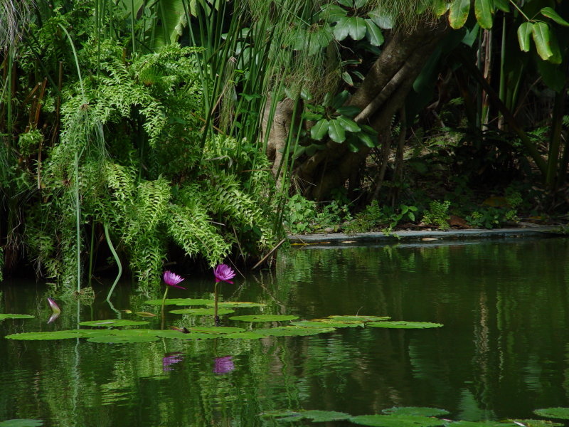 Jardin botanique, Deshaies - Guadeloupe