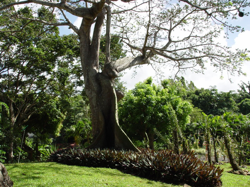 Jardin botanique, Deshaies - Guadeloupe