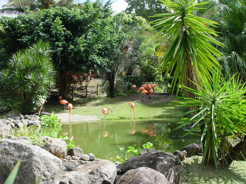 Jardin botanique, Deshaies - Guadeloupe