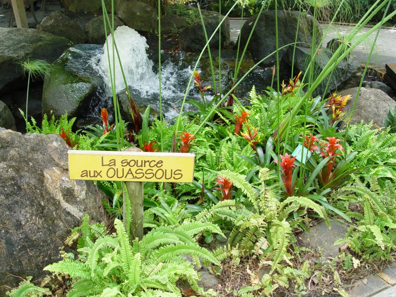 Jardin botanique, Deshaies - Guadeloupe