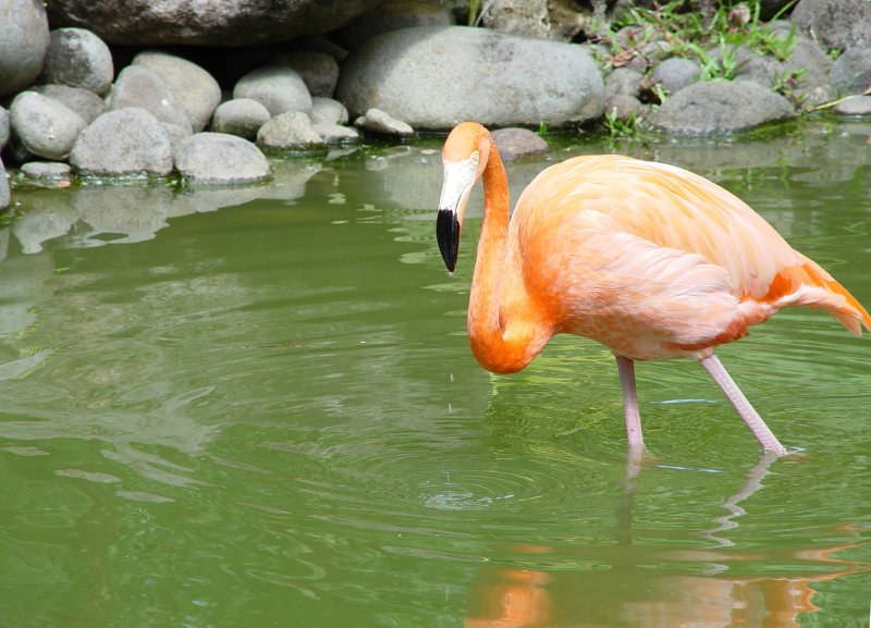 Jardin botanique, Deshaies - Guadeloupe