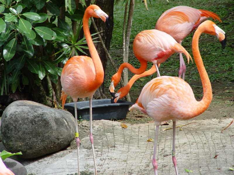 Jardin botanique, Deshaies - Guadeloupe