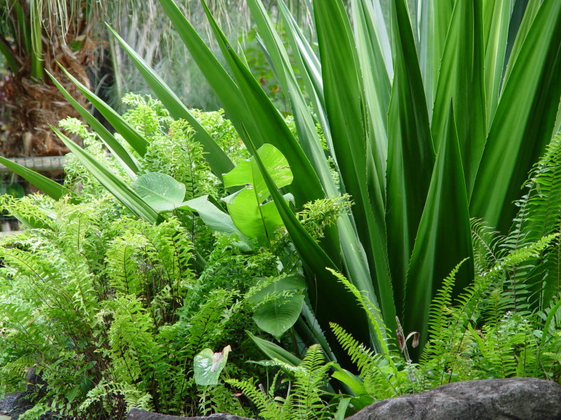 Jardin botanique, Deshaies - Guadeloupe