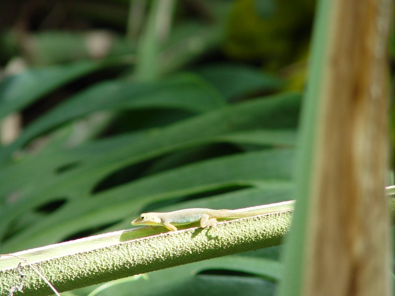 Jardin botanique, Deshaies - Guadeloupe