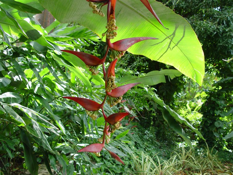 Jardin botanique, Deshaies - Guadeloupe