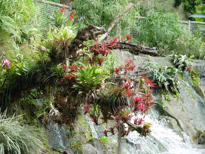 Jardin botanique, Deshaies - Guadeloupe