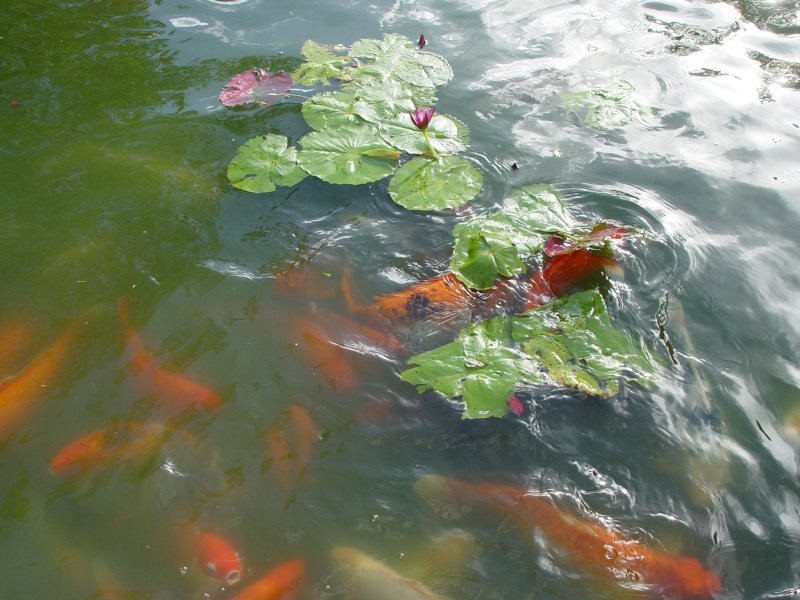 Jardin botanique, Deshaies - Guadeloupe