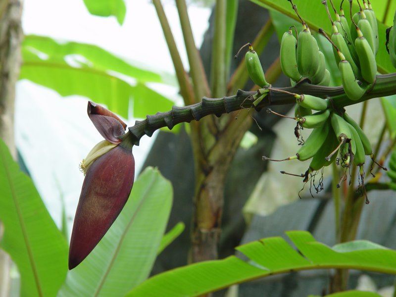 DOMAINE DE VALOMBREUSE, Guadeloupe