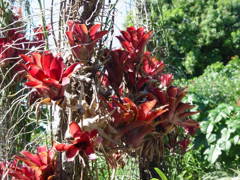 Jardin botanique, Deshaies - Guadeloupe