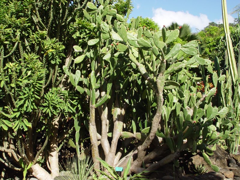 Jardin botanique, Deshaies - Guadeloupe