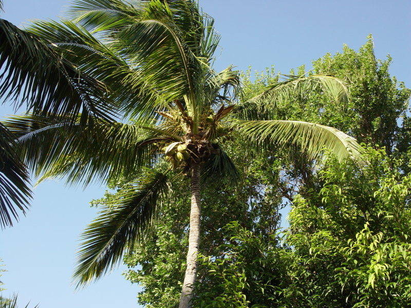 Jardin botanique, Deshaies - Guadeloupe