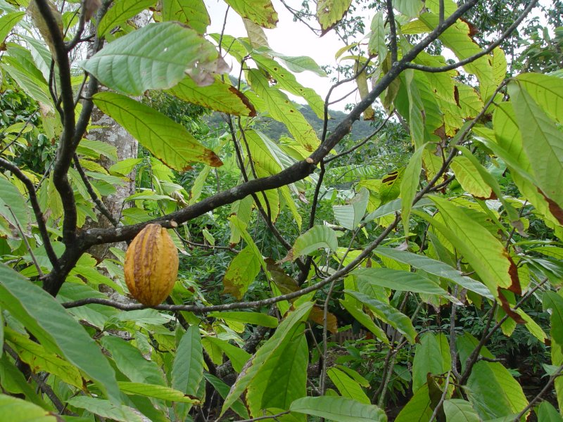 Guadeloupe, Cocoa Tree