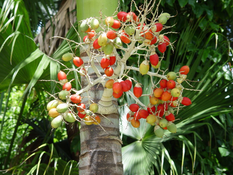 Jardin botanique, Deshaies - Guadeloupe