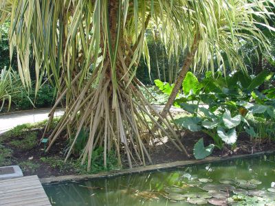 Jardin botanique, Deshaies - Guadeloupe