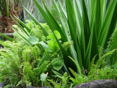 Jardin botanique, Deshaies - Guadeloupe