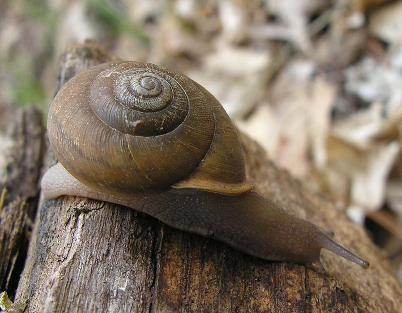 Neohelix albolabris (?) - 1