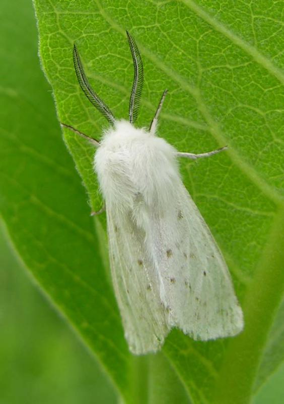 Spilosoma (?) - view two