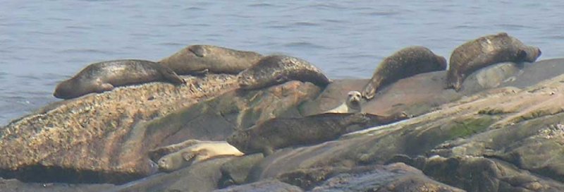 seals at kejimkujik