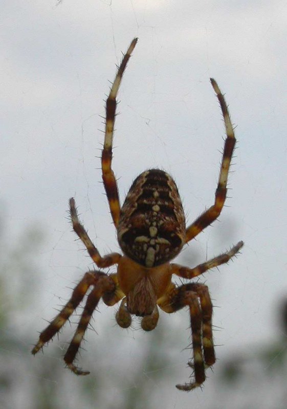 Araneus diadematus - view 1