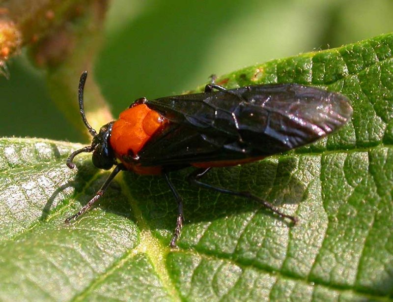 Arge pectoralis (?) - Birch Sawfly (?)