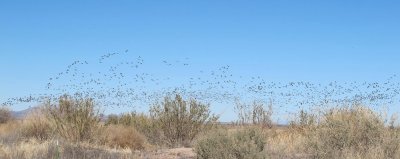 Sandhill Cranes at Whitewater Draw near Bisbee