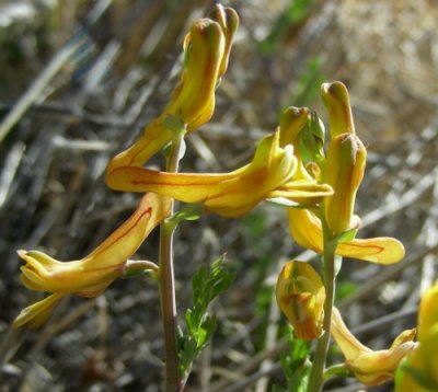 Corydalis aurea