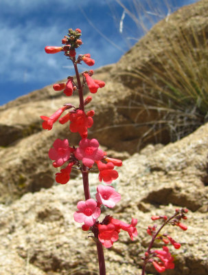 Penstemon parryi