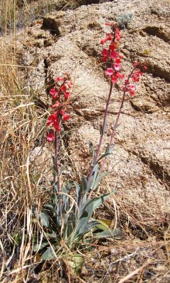 Penstemon parryi